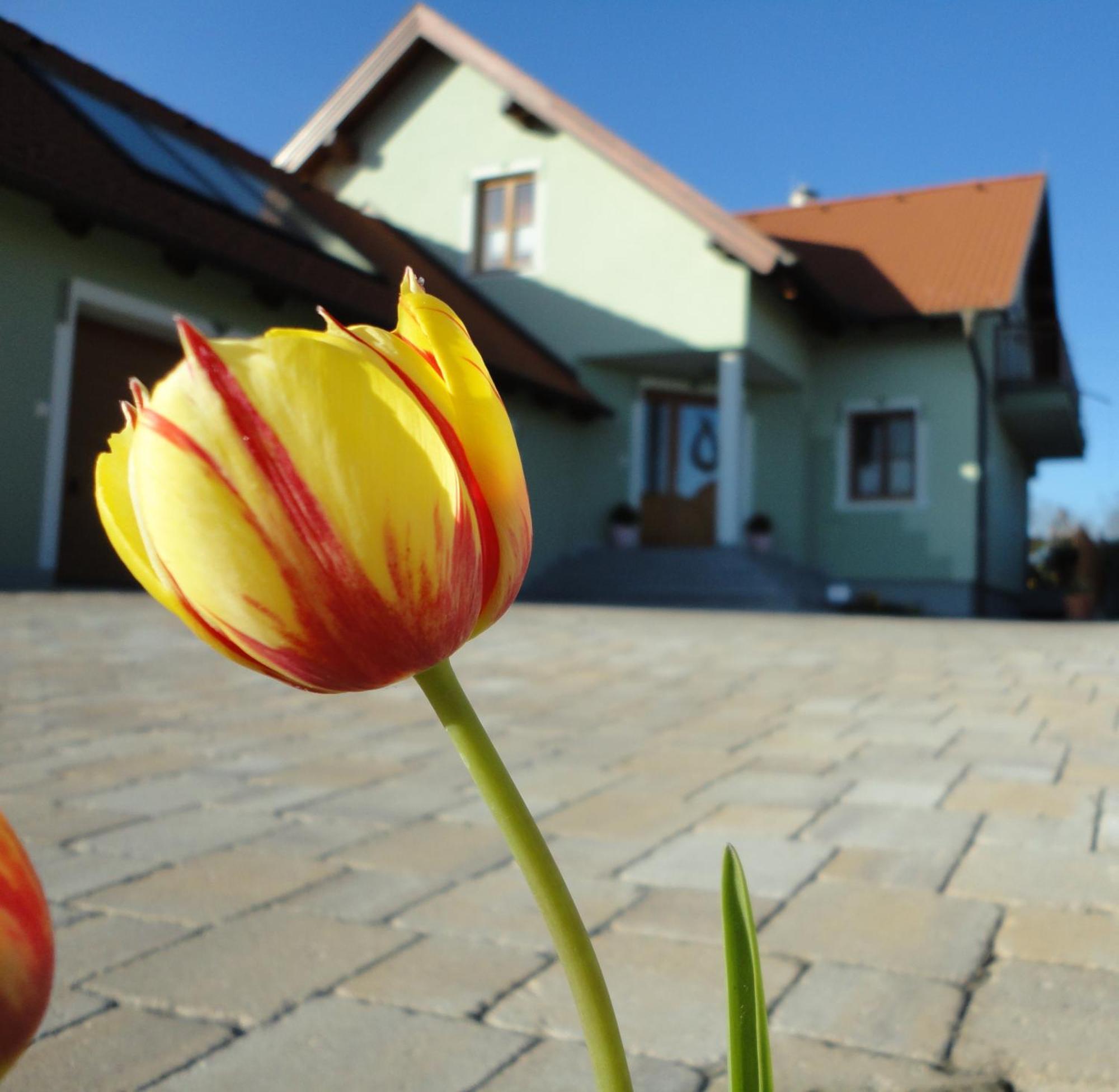 Gaestezimmer Rieder Staatz Exteriér fotografie